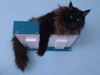 Wally BigCat Large cat shelves items 