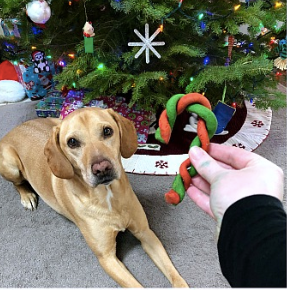 10 Christmas Cookie Recipes For Dogs Patchwork Pet Dog Blog