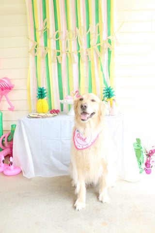 5 Examples of a DIY Dogs Birthday Party Mad pup life patchwork pet dog blog