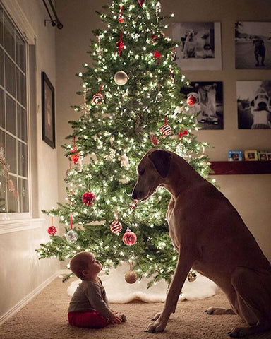 Christmas Card Ideas with your dog Patchwork pet dog blog dogs and babies christmas tree photos