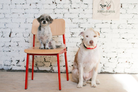 Dog friendly guide to NYC dog friendly boutiques and shops in New York City Patchwork pet dog blog