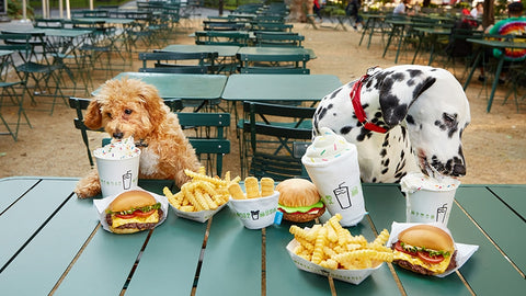 Dog friendly guide to NYC dog friendly restaurants shake shack in New York City Patchwork pet dog blog