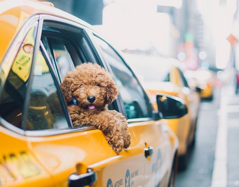 Dog friendly guide to NYC dog friendly transportation in New York City Patchwork pet dog blog