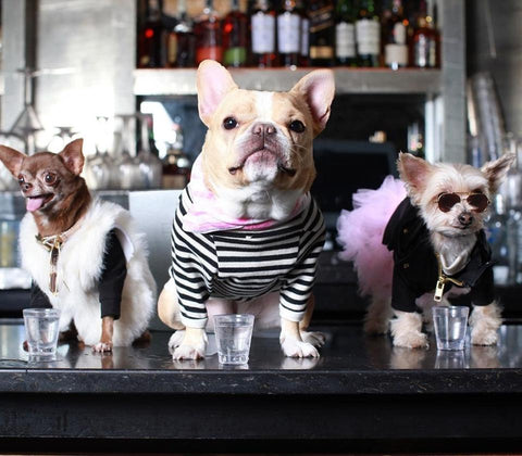 Dog friendly guide to NYC pet friendly hotels in New York City Patchwork pet dog blog