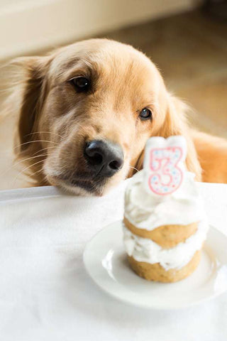 How to make your dogs birthday cake patchwork pet dog blog