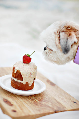 DIY Dogs Birthday Cake Patchwork Pet dog blog