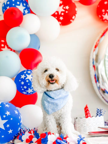 Maltipoo at a patriotic dogs birthday party