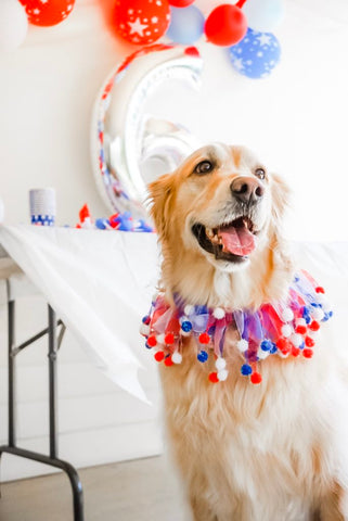 Tips for Creating a DIY dog birthday party mad pup life patchwork pet