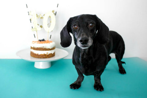 Make YOur Own dog birthday cake DIY banana and peanut butter dog birthday cake patchwork pet dog blog