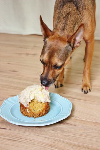 Make your dogs birthday cake DIY dogs birthday cake 