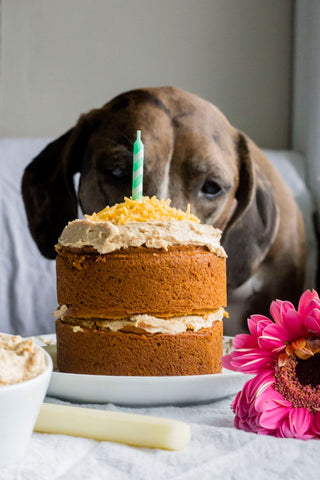 Make your dogs birthday cake patchwork pet dog blog
