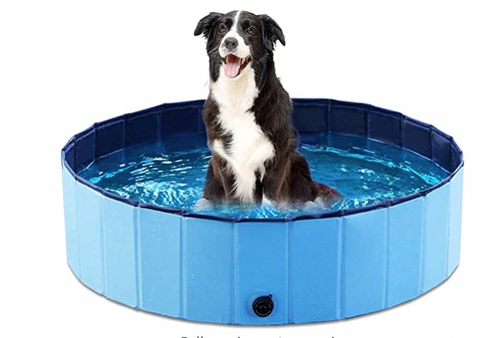 jasonwell dog pool