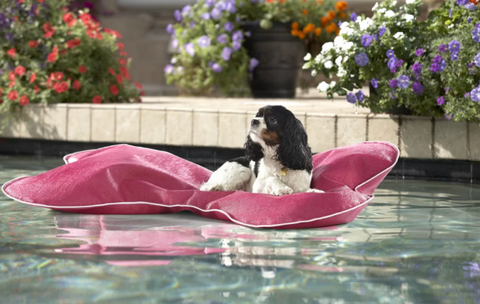 pool float for dogs