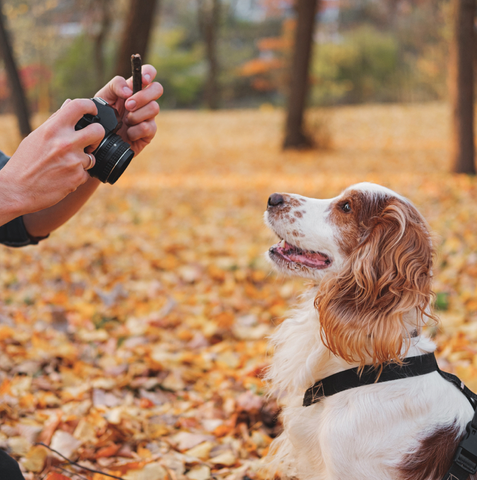 3 ways to capture better photos of your dog