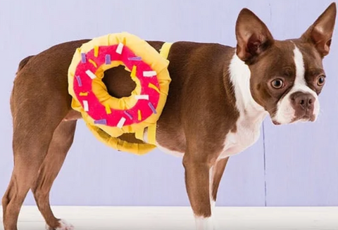 donut dog costume