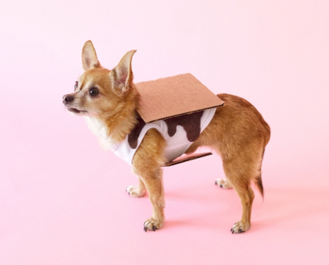 s'mores halloween costume