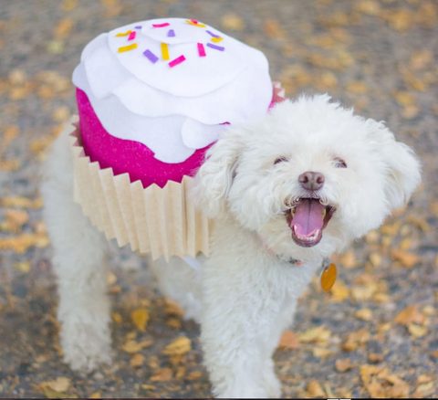 cupcake costume for dogs