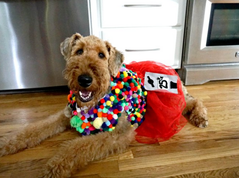 gum ball dog costume