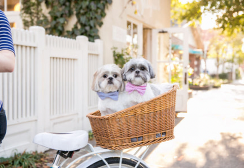 dog friendly Charleston