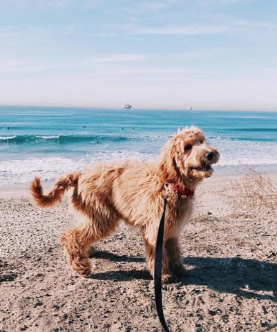 dog beach in California
