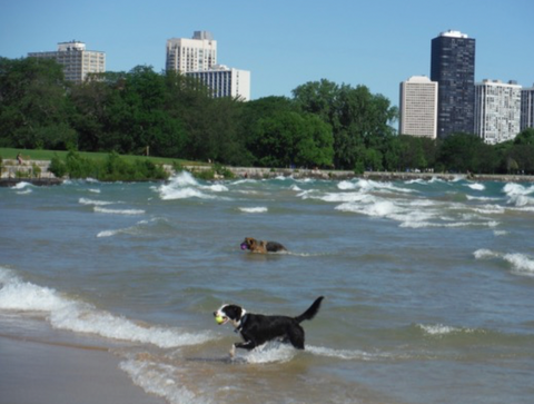 Chicago dog beach