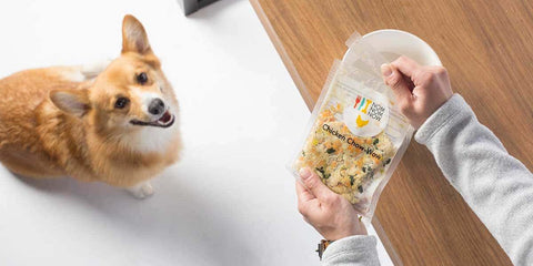 dog food delivery service nom nom now dog food patchwork pet dog blog