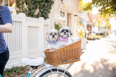 dog friendly travel guide to charleston crew lala dog boutique patchwork pet dog blog