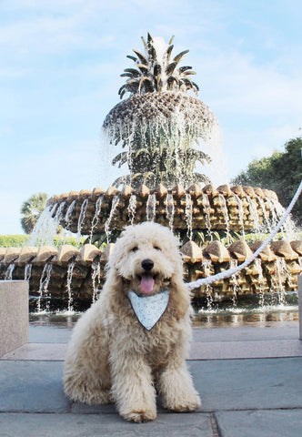 dog friendly travel guide to charleston patchwork pet dog blog 