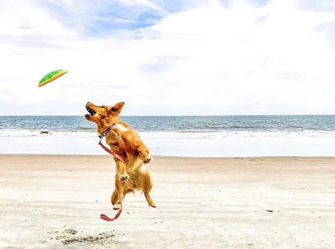 dog friendly travel guide to charleston and beaches patchwork pet dog blog