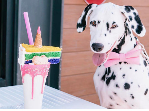dog friendly travel guide to Houston Magical Dessert bar patchwork pet dog blog 