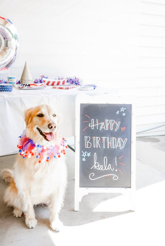 How to plan an epic dogs birthday party mad pup life 