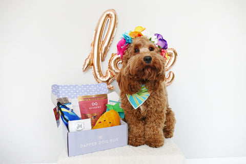 valentines day gift guide for dogs a monthly subscription box the dapper dog box patchwork pet