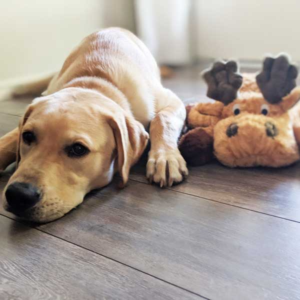 adorable dog toys