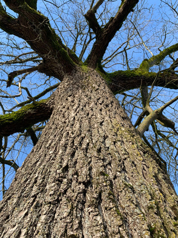 Juglans Hindsii, Walnut tree in California