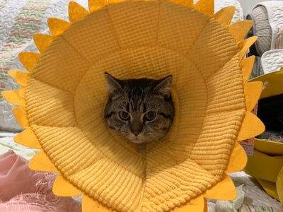 soft pet cones for cats
