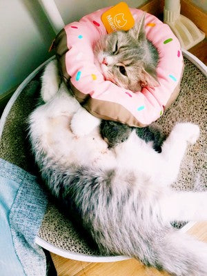 donut e collar