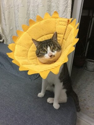 soft pet cones for cats