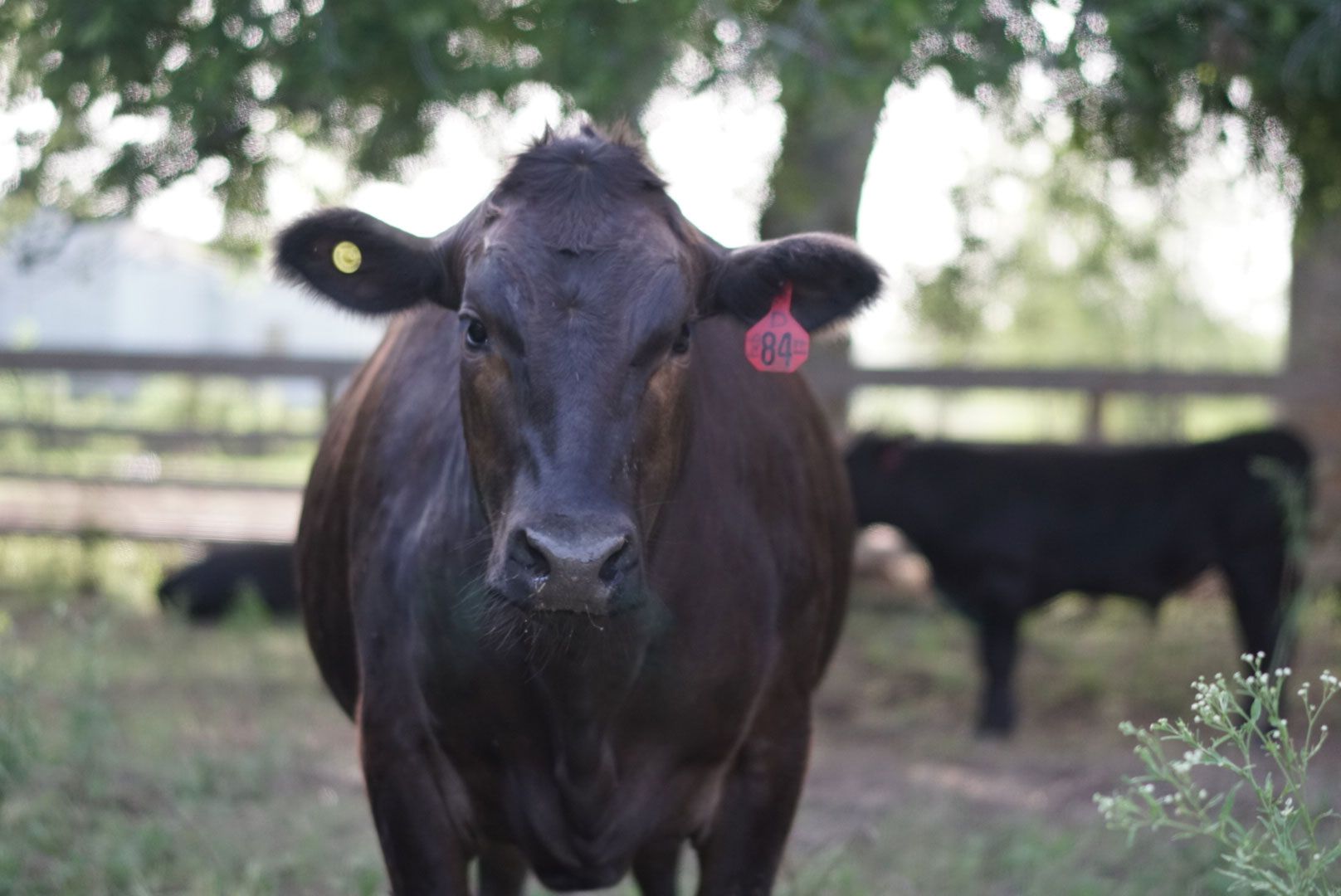 Breed History  American Wagyu Association