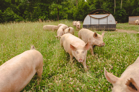 azuluna foods nutritional benefits of pasture raised pork pig