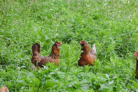 Chickens walking around a lush pasture.