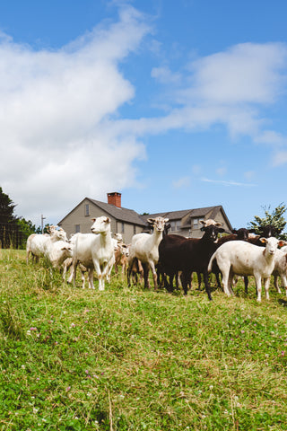 azuluna foods nutritional benefits of pasture raised lamb