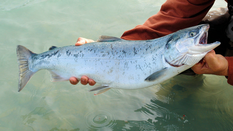 kvaroy sustainable salmon farming azuluna foods