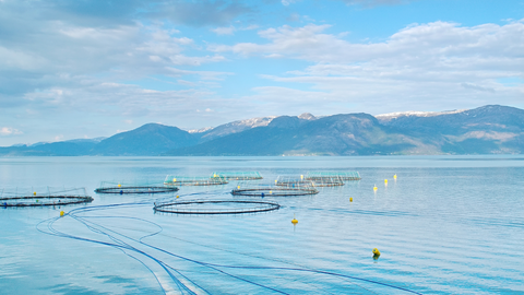 kvaroy sustainable salmon farming azuluna foods