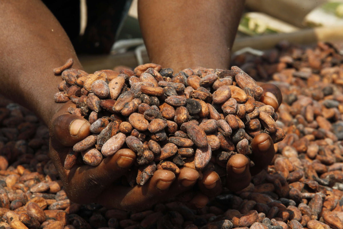 cupped hands holding cocoa beans