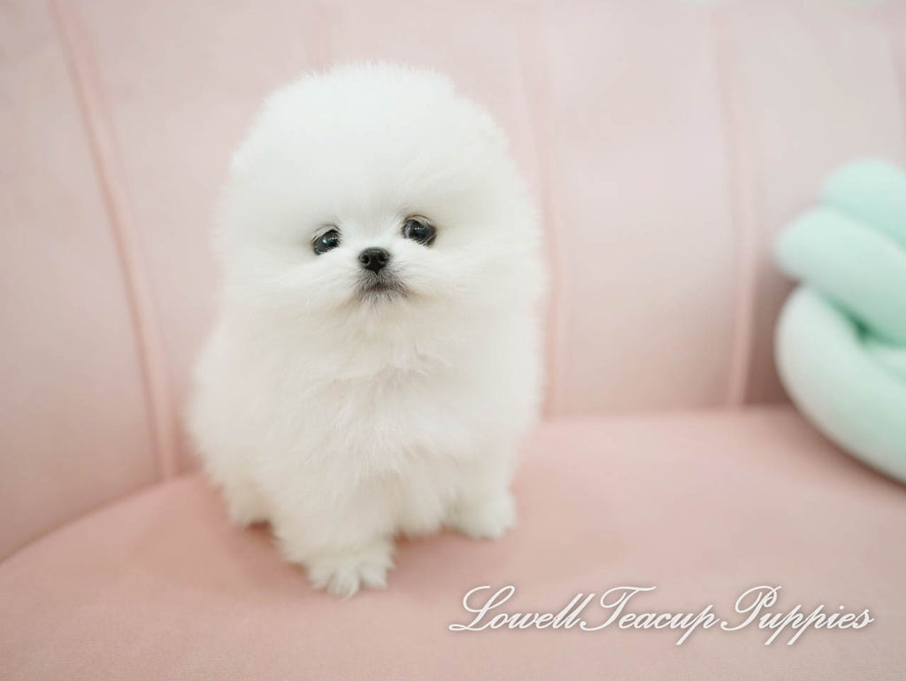 newborn teacup pomeranian