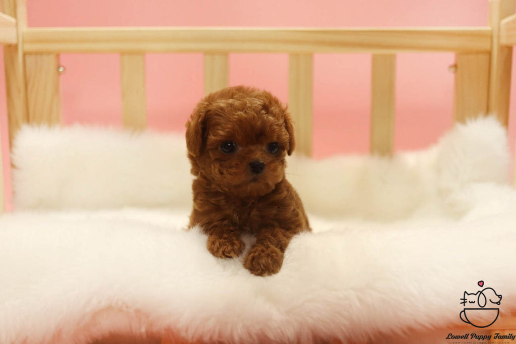 teacup maltipoo