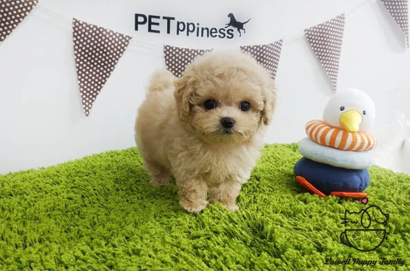 female teacup poodle for sale