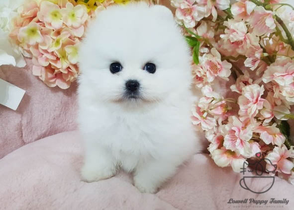 teacup pomeranian satılık