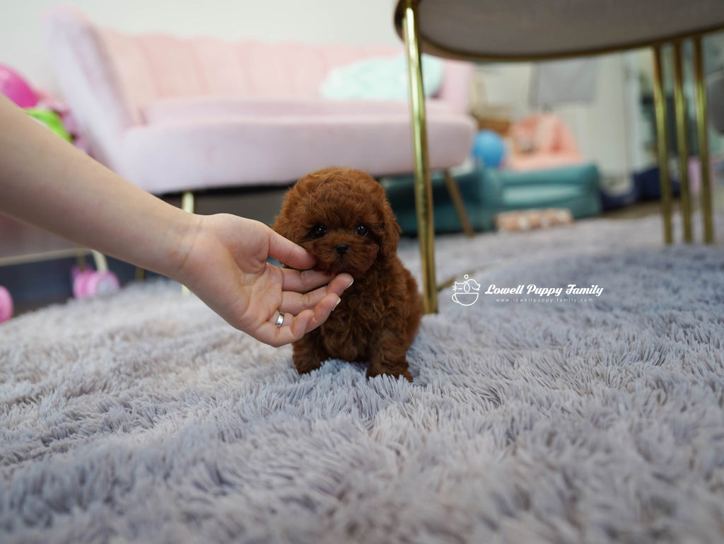 Teacup Poodle Male [Colin] – Lowell Teacup Puppies inc
