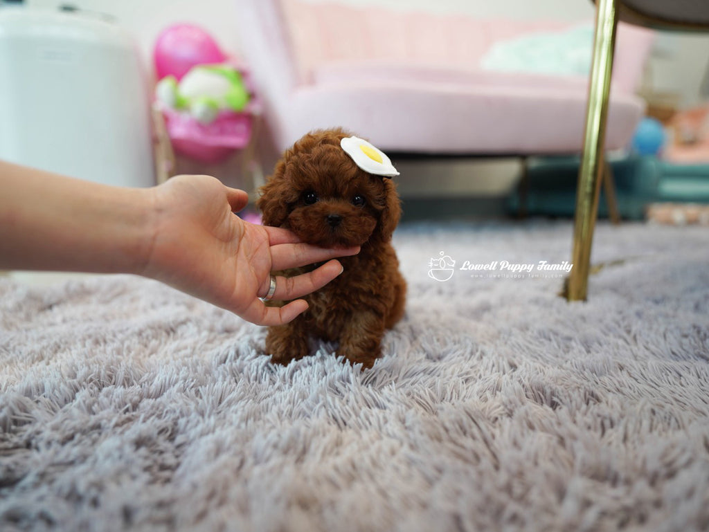 Teacup Poodle Male [Colin] – Lowell Teacup Puppies inc